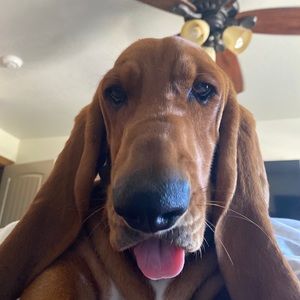 Meet your Posher, Hai